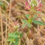 Trifolium vesiculosum Leaf