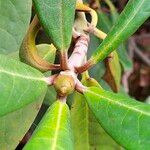 Rhododendron fulvum Květ