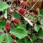 Rubus gratus ഫലം