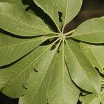 Ceiba aesculifolia Лист