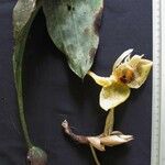 Stanhopea wardii Іншае