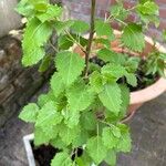 Betula humilis Folha