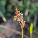 Carex leporina Φρούτο