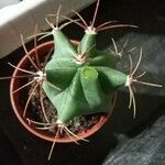 Ferocactus emoryi Leaf