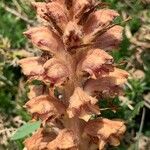 Orobanche elatior Floare