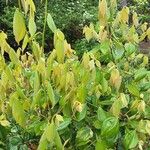 Lindera aggregata Hoja