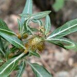 Xanthium spinosum 果實