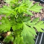 Artemisia princeps List