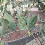 Simmondsia chinensis Φύλλο
