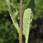 Campanula bononiensis Leaf