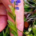 Polygala alpestris Habitus