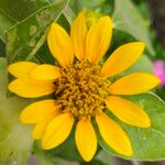 Helianthus mollis Квітка