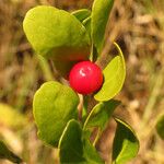 Crossopetalum rhacoma Fruitua