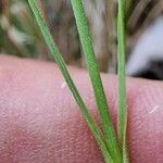 Dianthus scaber Levél