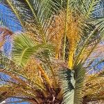 Phoenix canariensis Fruto