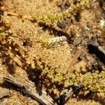 Sesamoides purpurascens 花