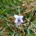 Viola palustris Цветок