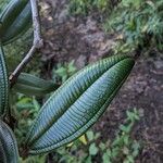 Miconia tschudyoides Leaf