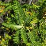 Chamaebatiaria millefolium Leaf