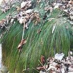 Festuca flavescens Hoja