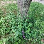 Campanula rapunculoides Habit