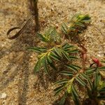 Euphorbia polygonifolia Ліст