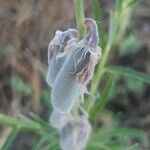 Crotalaria juncea Fruto