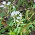 Trigonella arabica Flor