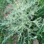 Cirsium echinatum 葉