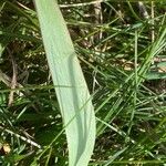 Ranunculus kuepferi Folha