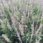 Artemisia tridentata 花