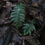 Lindsaea falcata Folha