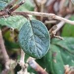 Cotoneaster franchetii Foglia