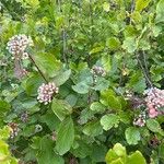 Cornus sericeaFfrwyth