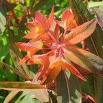 Euphorbia griffithii Flor