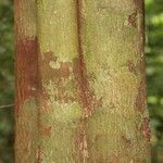 Pouteria coriacea Bark
