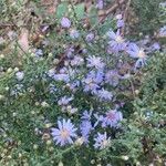 Symphyotrichum cordifolium Kvet