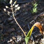 Scilla monophyllos Fruit