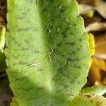 Kalanchoe gastonis-bonnieri Levél