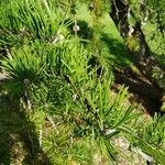 Pinus banksiana Hoja