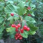 Viburnum opulus Vaisius