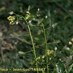 Draba nemorosa Other