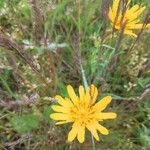 Tragopogon orientalis Flower