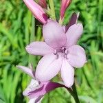 Watsonia borbonica Cvet