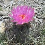 Echinocactus horizonthalonius Flor
