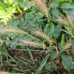 Hordeum murinumFruit