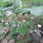 Jatropha podagrica Агульны выгляд