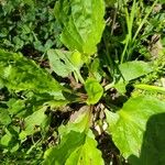 Plantago rugelii Folha