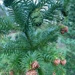 Cunninghamia lanceolata पत्ता