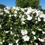 Hibiscus syriacusफूल